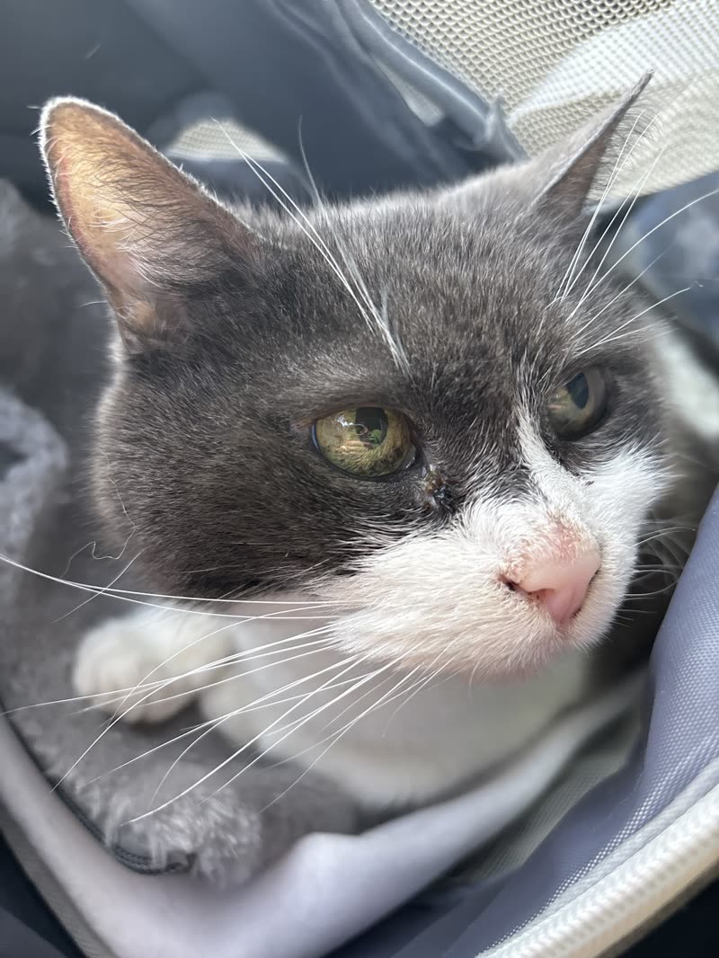 Grey-and-white cat peering out of a soft pet carrier