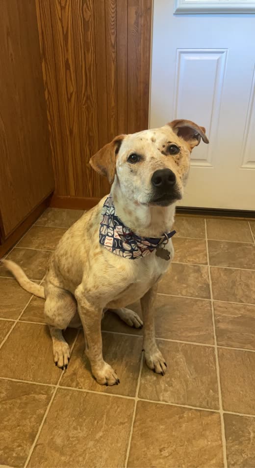 Freshly groomed cream-and-tan dog in a patterned bandana sitting by the salon door