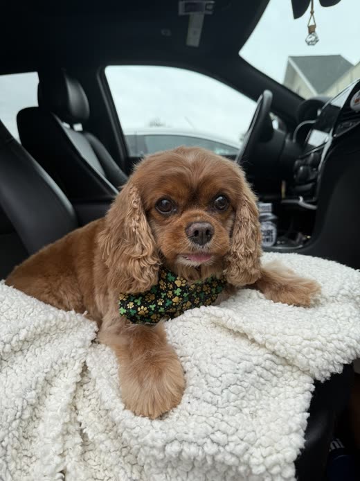 Ruby Cavalier King Charles spaniel in a green bandana after its groom