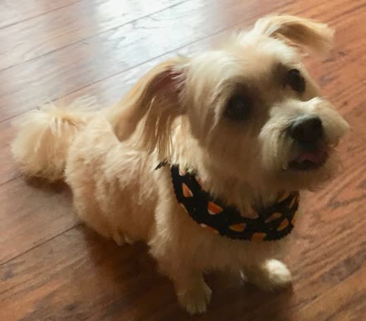 Small tan terrier with a fresh trim wearing a candy-corn bandana
